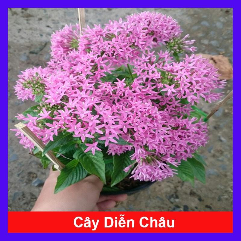 Cây Diễm Châu - Cây cảnh mini để bàn + Tặng phân bón cho cây mau lớn