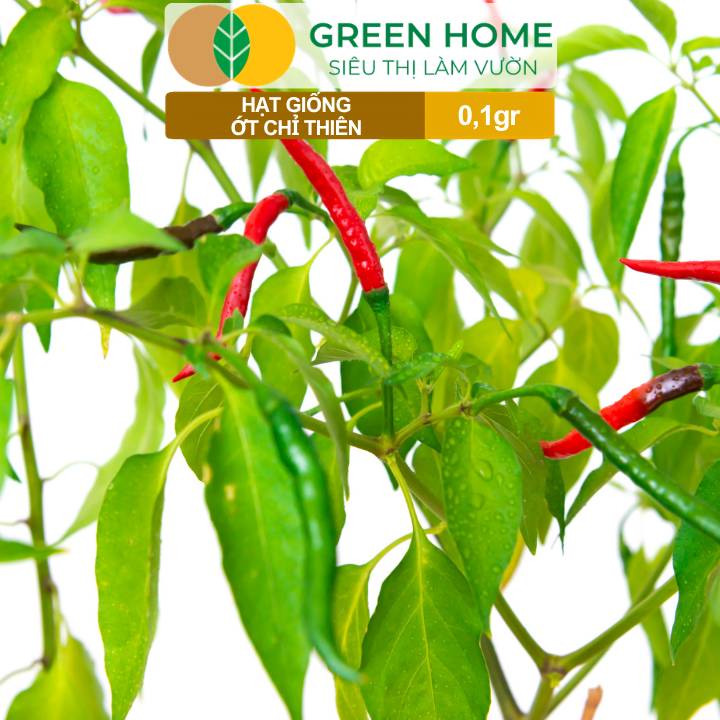 Hạt Giống Ớt Chỉ Thiên GreenHome, Gói 0,1g, Sai Trái, Dễ Trồng, Nảy Mầm Cao, Thu Hoạch G10