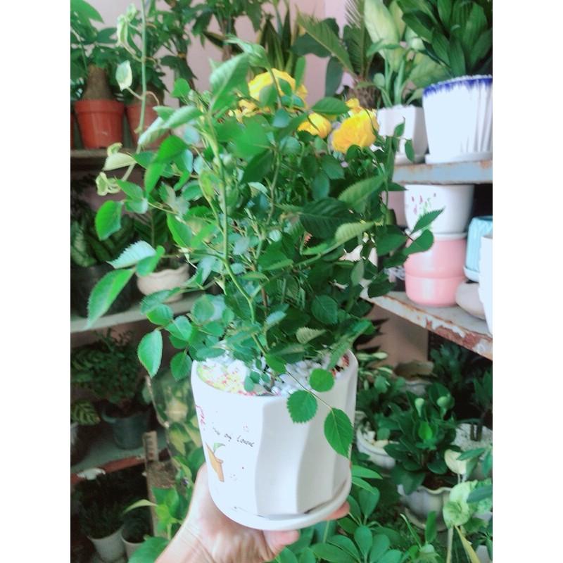 Chậu Cây Hoa Hồng Màu Vàng