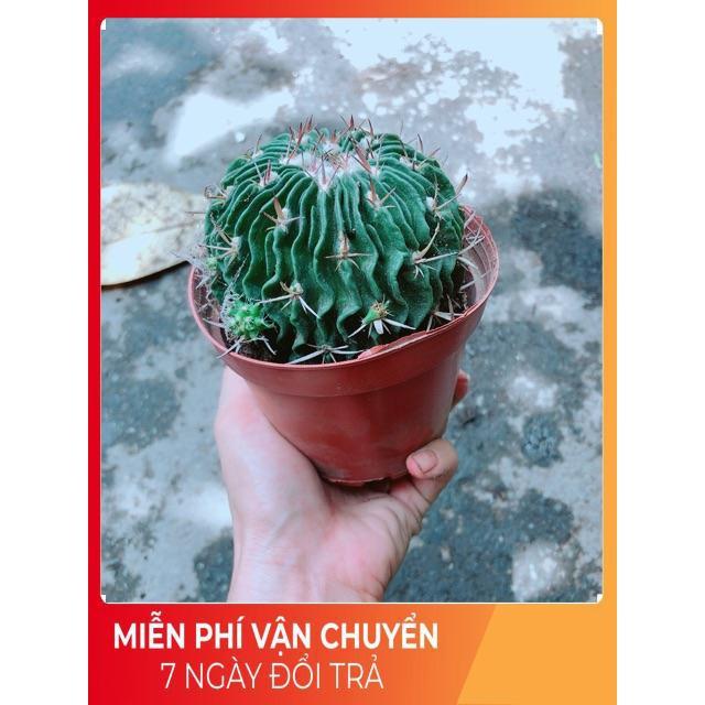 Xương Rồng Trúc Ngọc