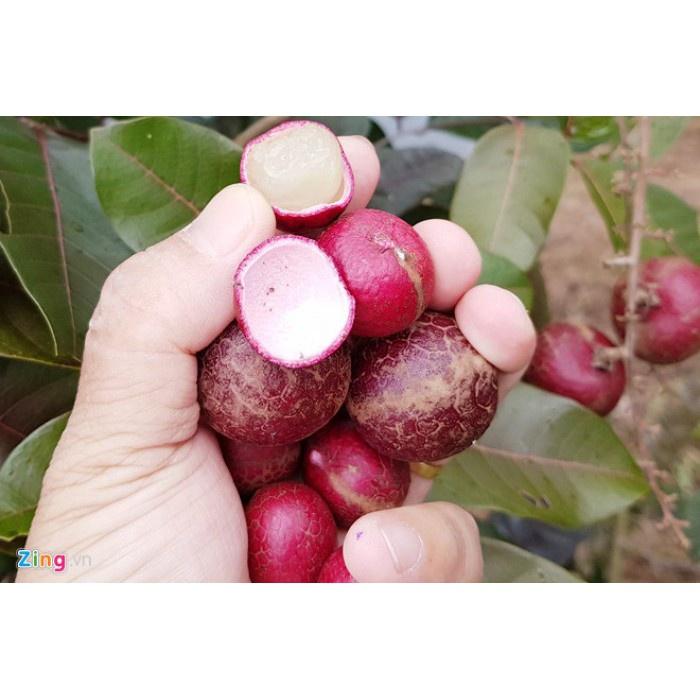 Cây Giống Nhãn Tím Ghép Chuẩn