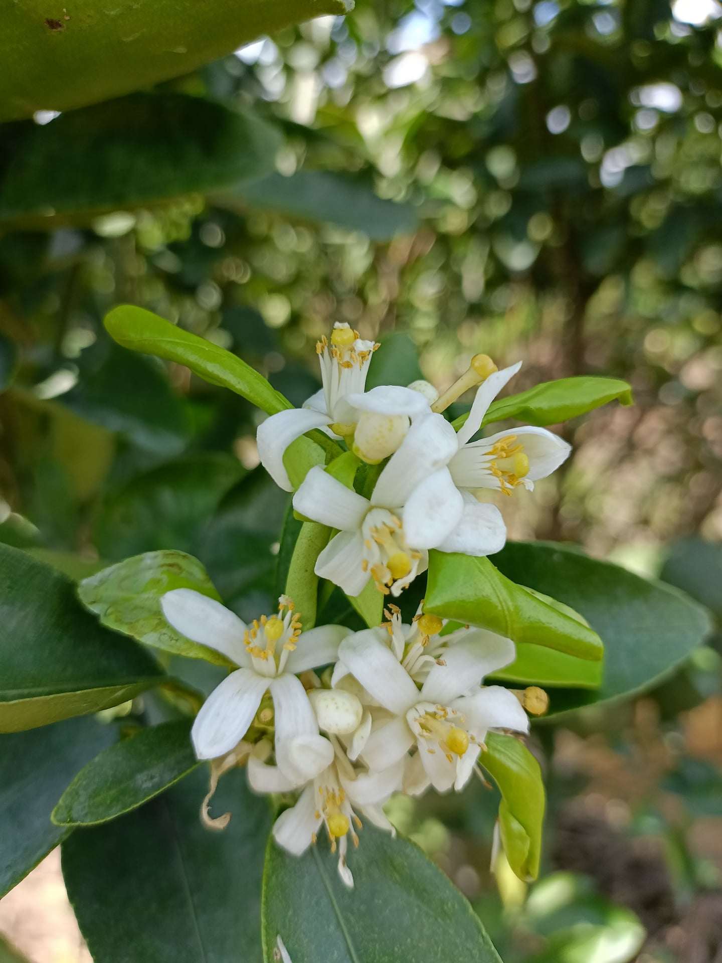FLOWER THÚC RA HOA- Giúp cây trồng ra hoa nhanh, nhiều đồng loạt khoẻ, hạn chế rụng hoa