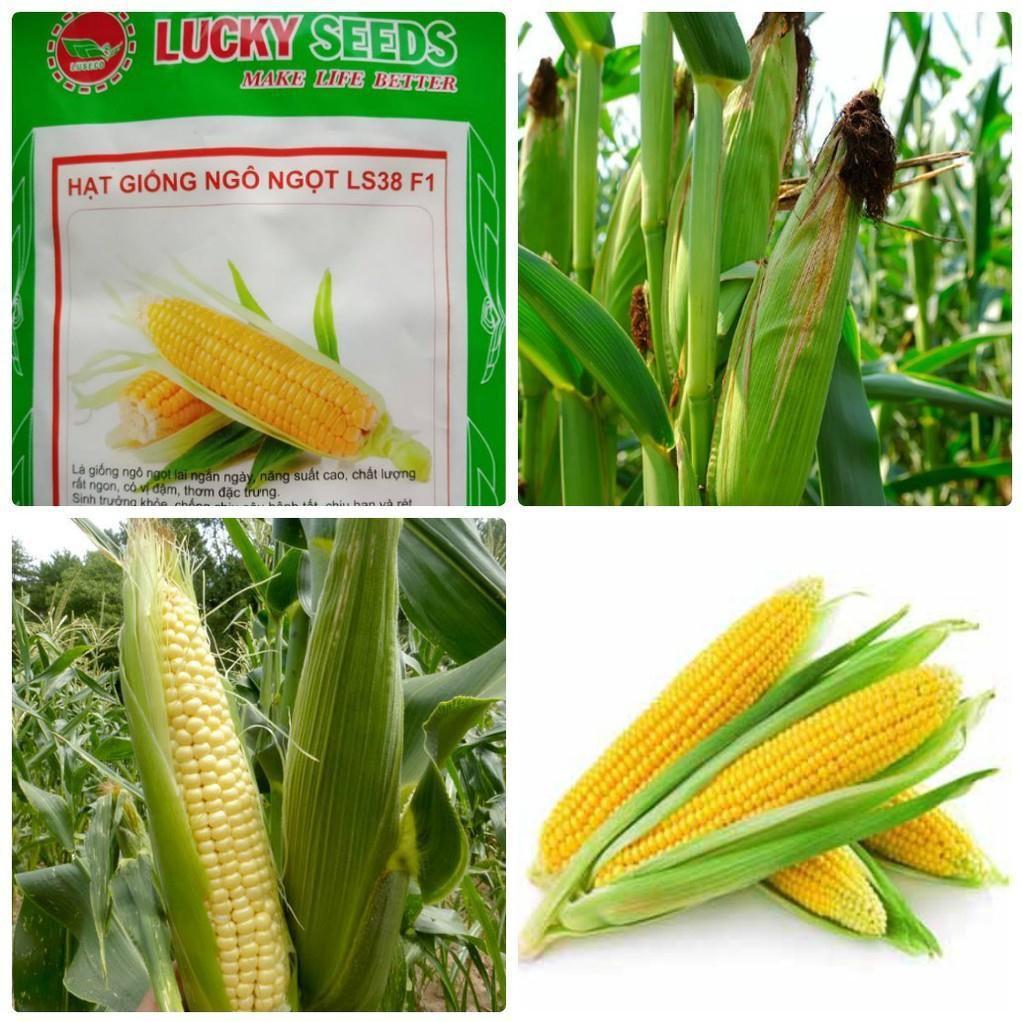 Hạt giống bắp siêu ngọt vàng gói 50gram