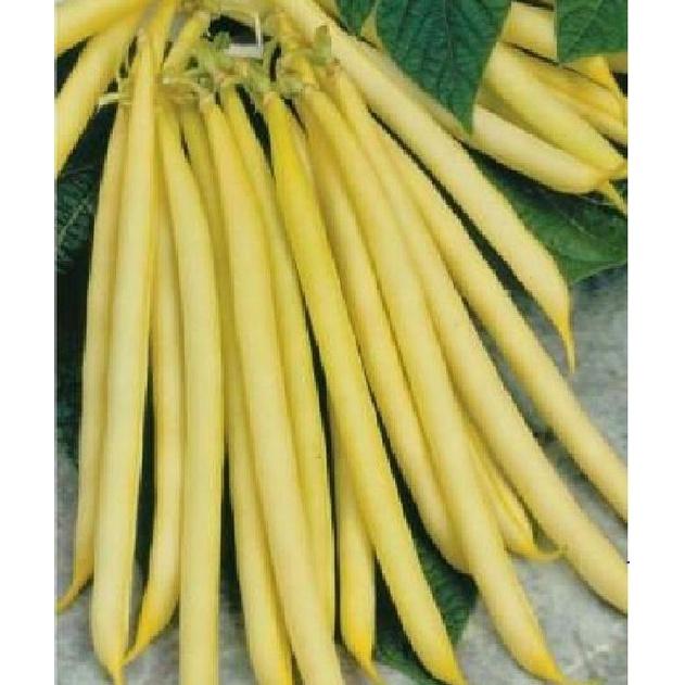 Hạt giống đậu cove vàng dạng bụi CT145 - Gói 10gram