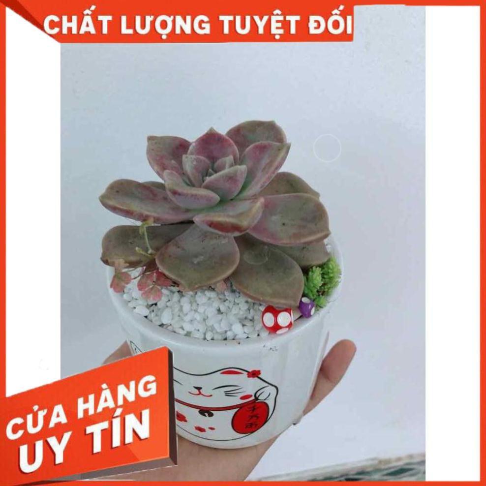 Chậu sen đá sỏi tím Nhiều Người Mua