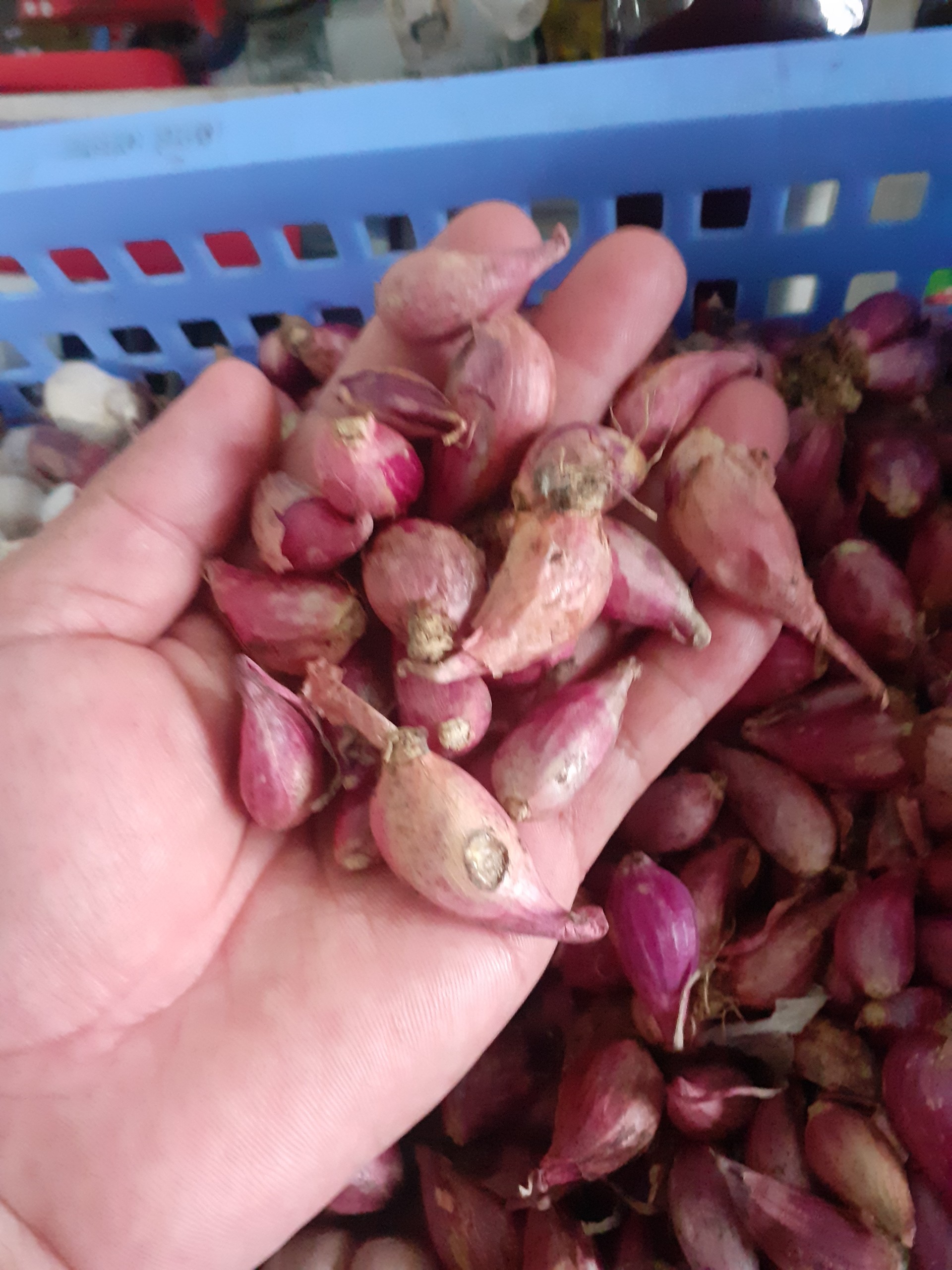 Củ Hành Tím quê Em.