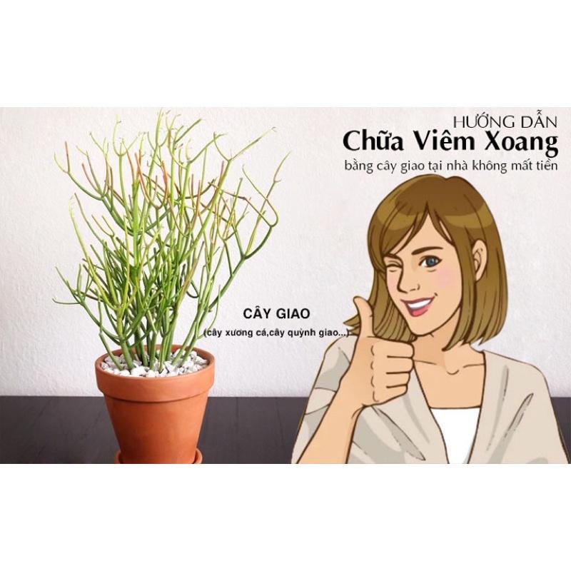 Cây giao - Cây xương cá