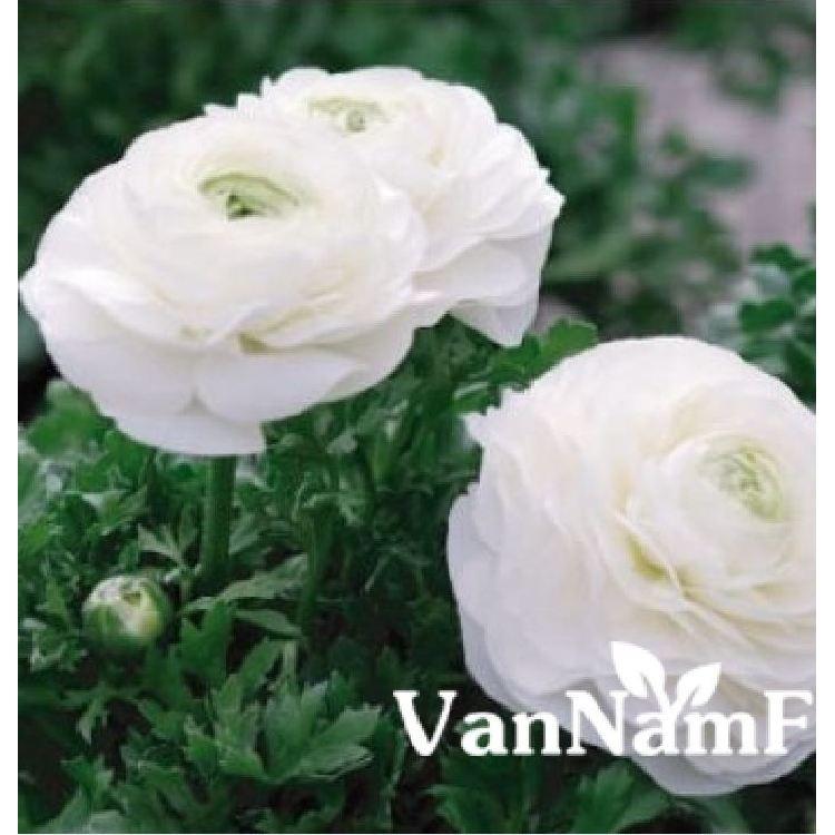 Củ giống hoa hồng mao lương trắng