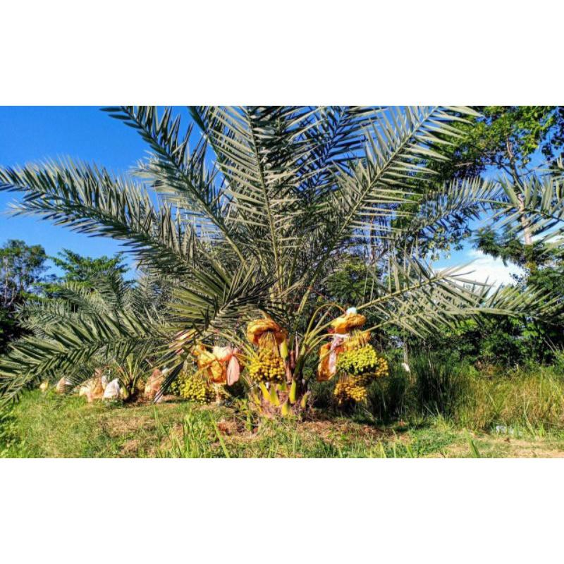 Hạt giống chà là trung đông