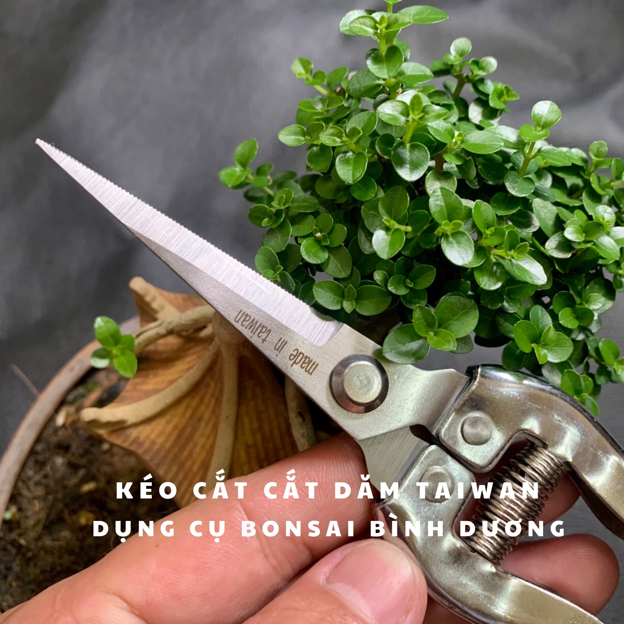 Kéo tỉa dăm, lá, chồi cây cảnh made in Taiwan