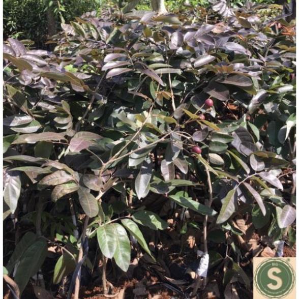 Cây Nhãn Tím THÁI LAN