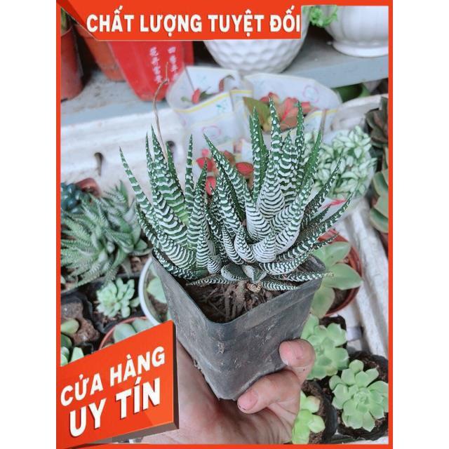 Chậu Móng Rồng