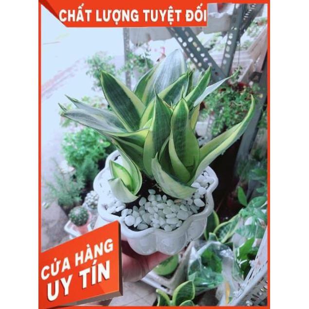 Chậu Lưỡi Hổ Thái Vàng