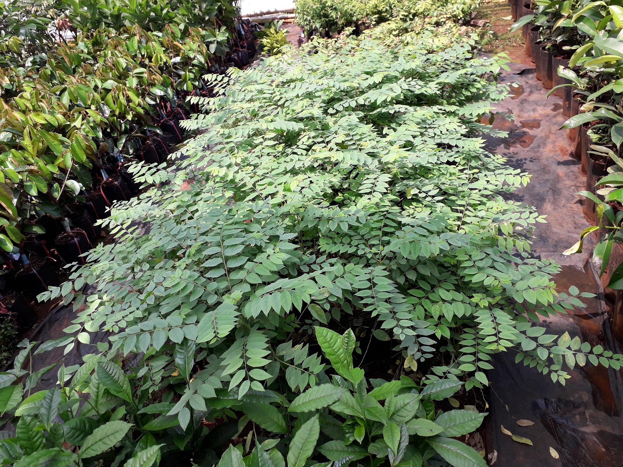 Cây giống Chùm Ruột Ngọt .