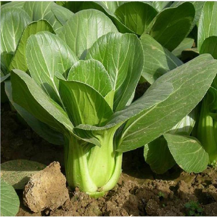 Hạt giống rau cải chíp cao sản KNS3385 - gói 10gram