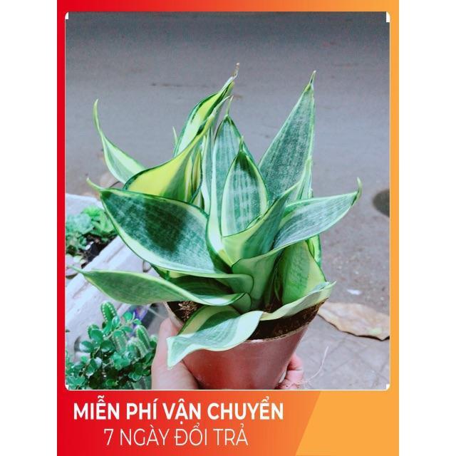 Lưỡi Hổ Thái Vàng