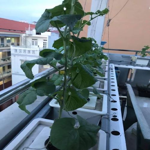 Thùng nhựa, chậu nhựa trồng thủy canh tĩnh cây ăn trái