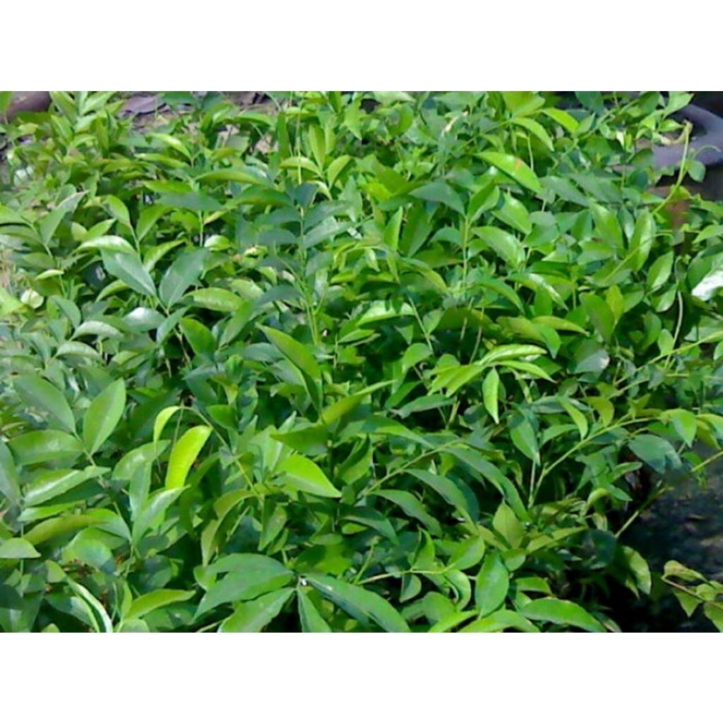 Lá cây Mắc mật.