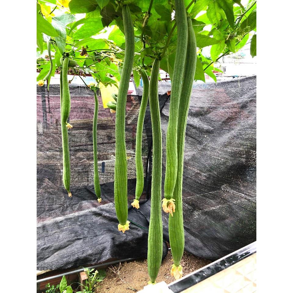 Bộ 3 gói hạt giống mướp hương siêu dài dể- gói 10 hạt-tặng kèm gói phân bón lót