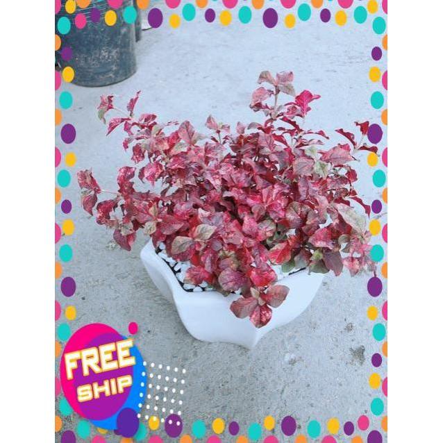 Chậu Ruby Đỏ