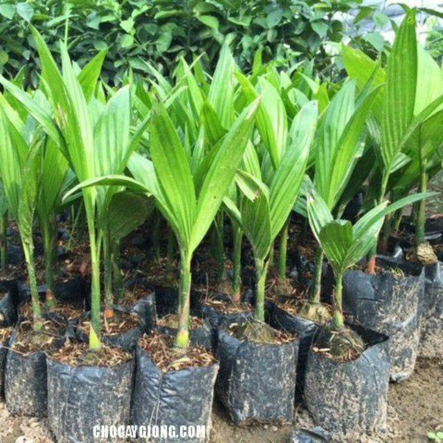 Cây giống CAU LÙN - Cây giống chuẩn F1