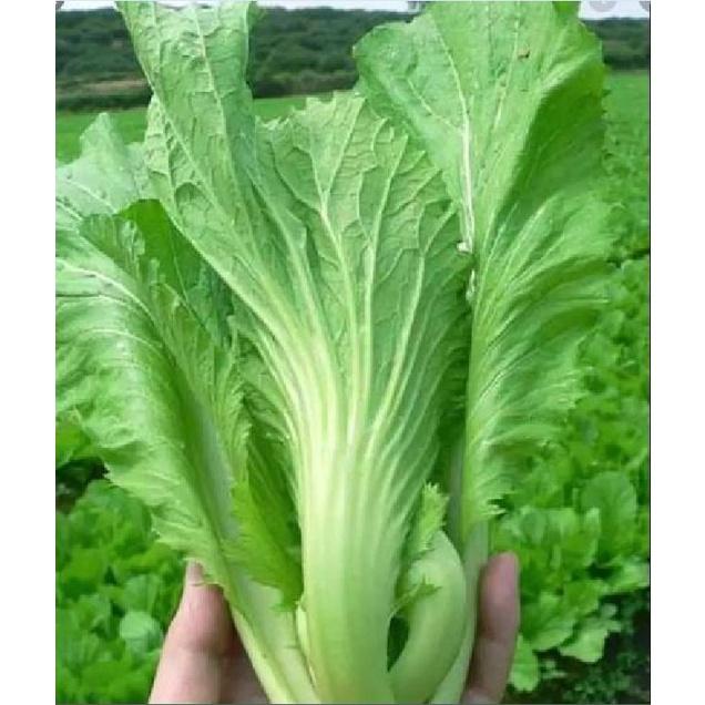 Hạt giống rau cải bẹ dưa cao sản - Gói 1kg
