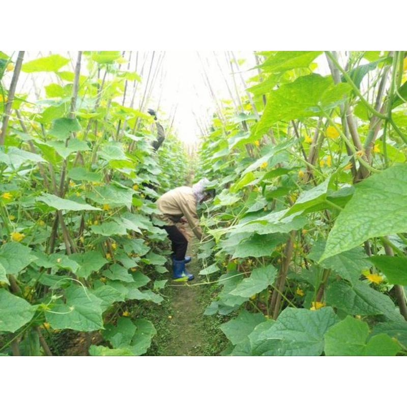 Chế phẩm bọ trĩ trên hoa hồng và dưa bầu bí