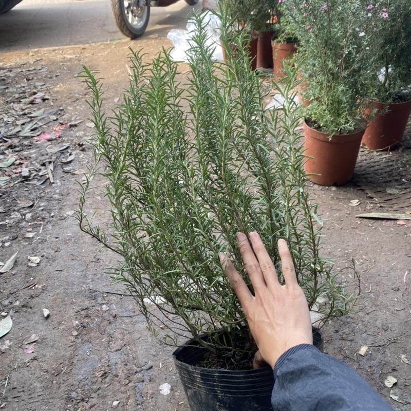 Cây Hương Thảo size to và nhỏ , có hương thơm dịu nhẹ và có tác dụng đuổi muỗi
