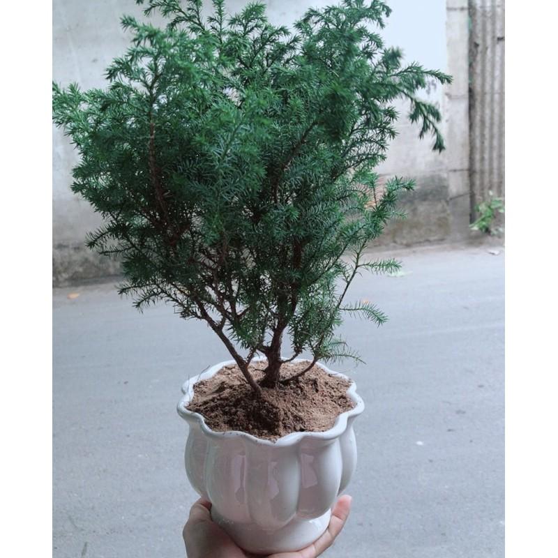 Chậu Tùng Bồng Lai