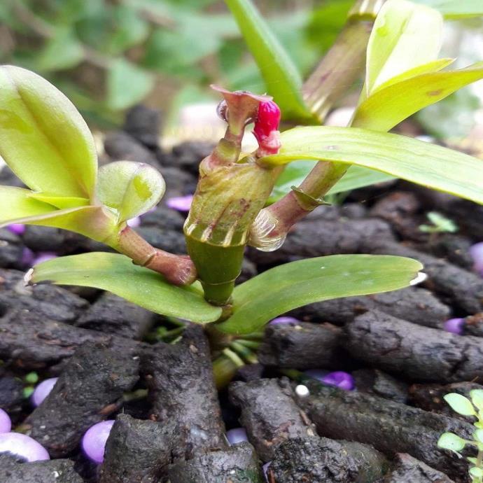 Sản Phẩm Hoa lan phi điệp nù tali