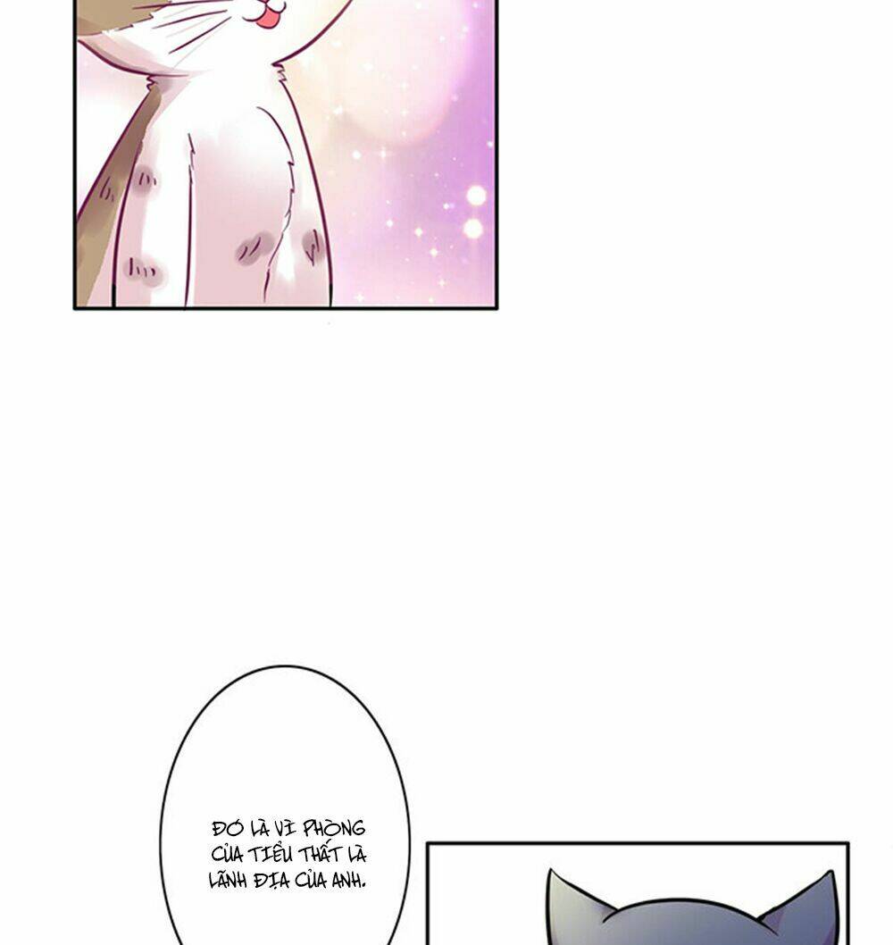 hai chú mèo totem chapter 6 6