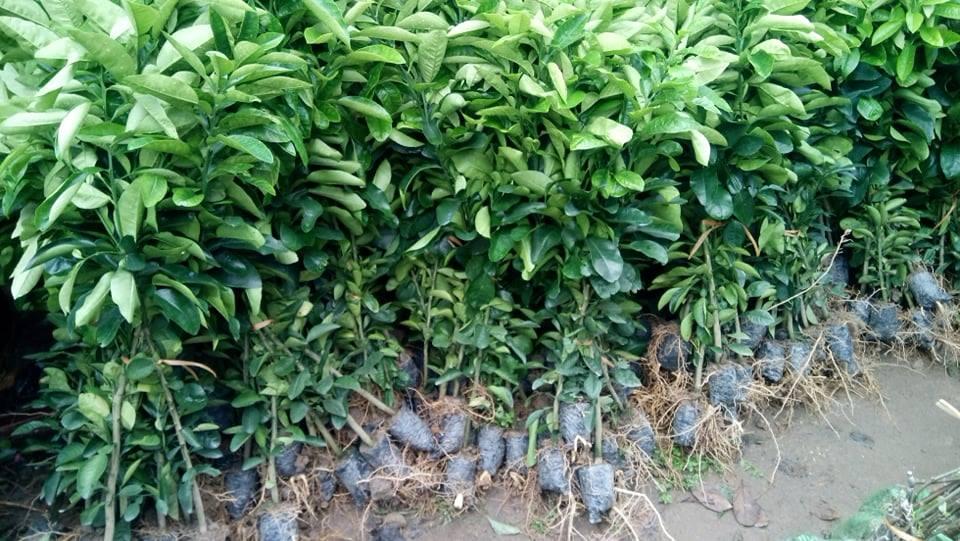 Cây Cam Dây giống siêu sớm