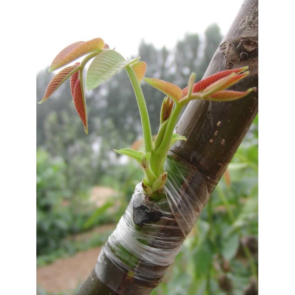 Keo ghép cành tự hủy Nhật bản 6cm, ghép cành cây, bonsai, cây ăn trái, chống nước tăng tỷ lệ sống mầm
