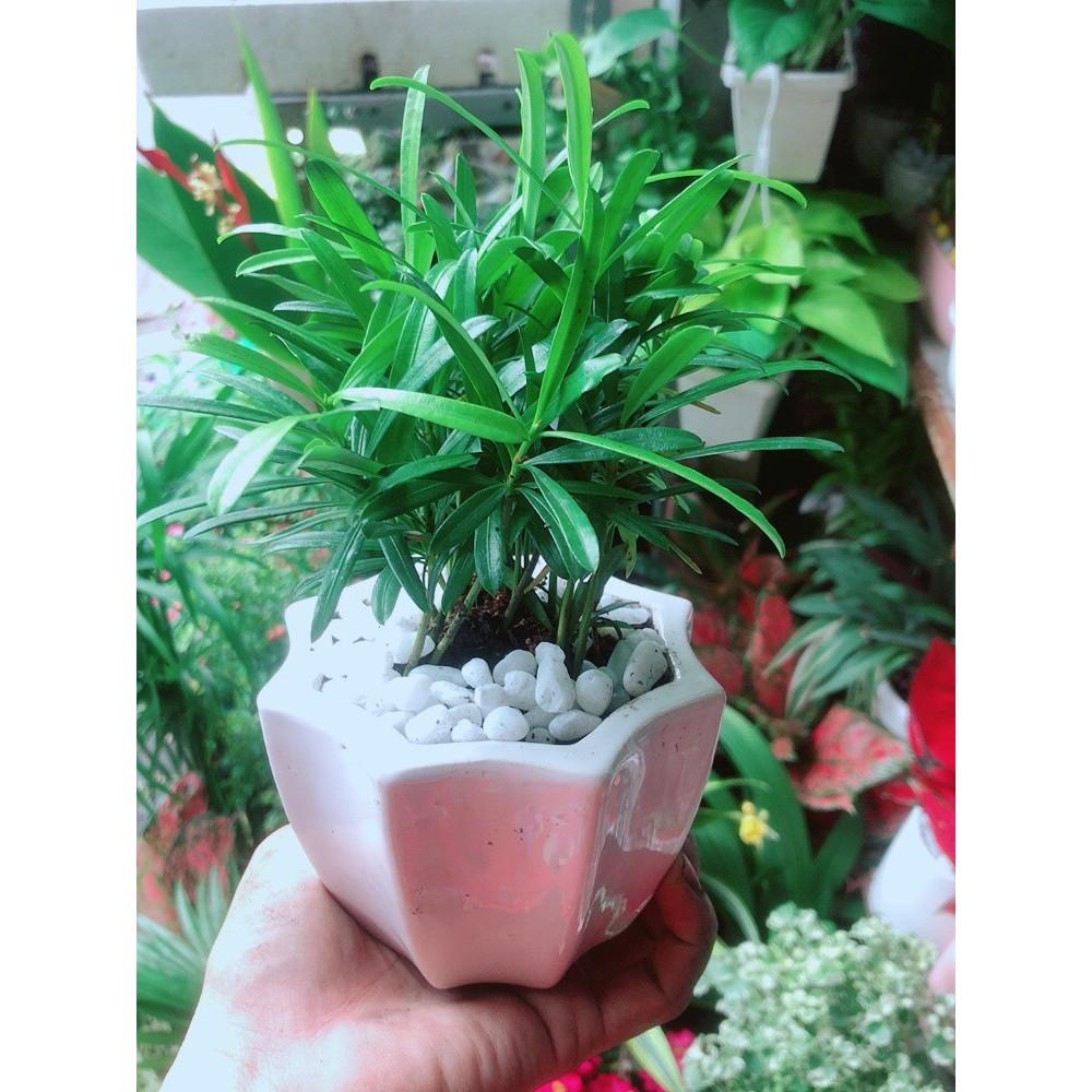 Chậu Tùng Vạn Niên