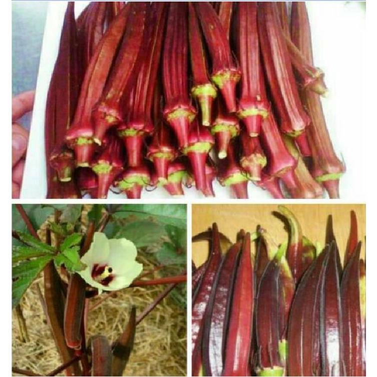 Hạt giống cây đậu bắp đỏ-gói 5gram-tặng kèm gói phân bón lót