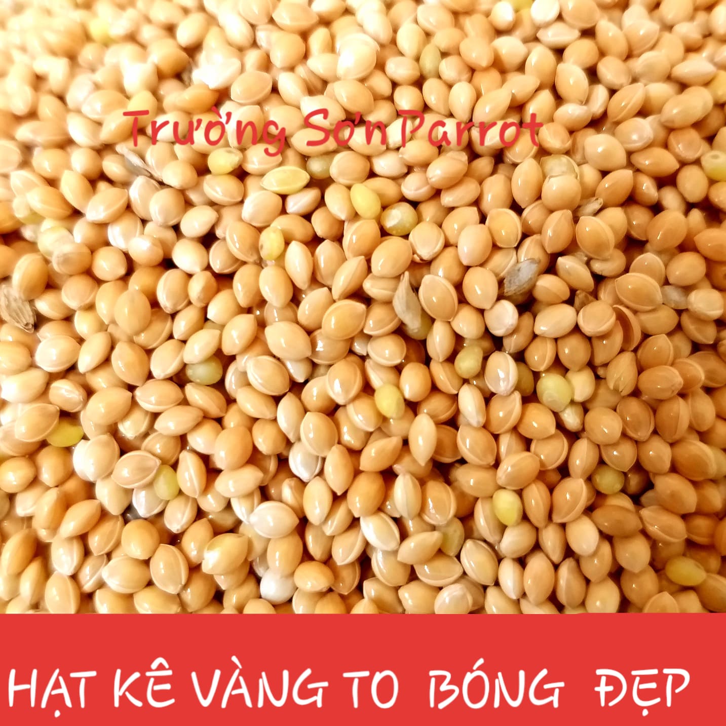 1kg KÊ VÀNG BÓNG cho chim vẹt, sóc, chuột, gà...