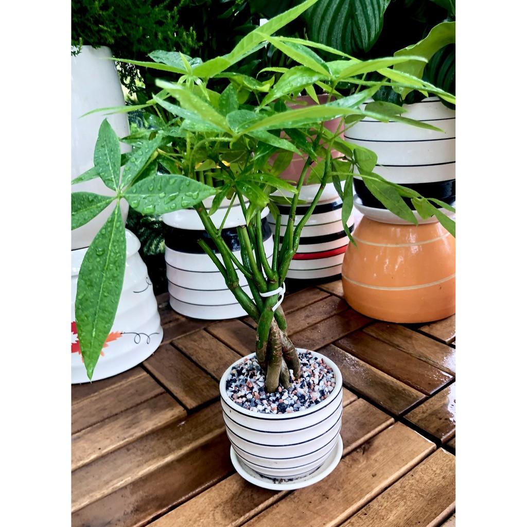 Chậu sứ cây Kim Ngân bím mini