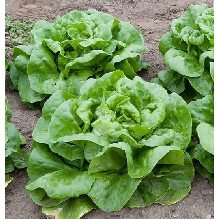 Hạt Giống Xà lách đăm xanh