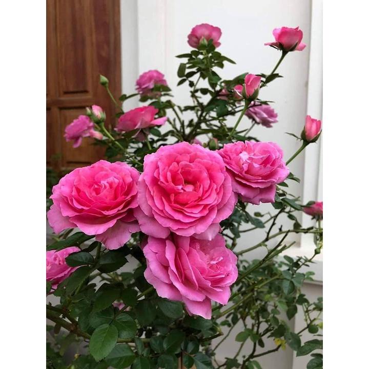 Hoa Hồng Lafont Pháp Thân Gỗ đáng tree - bông khủng, hương thơm cổ điển