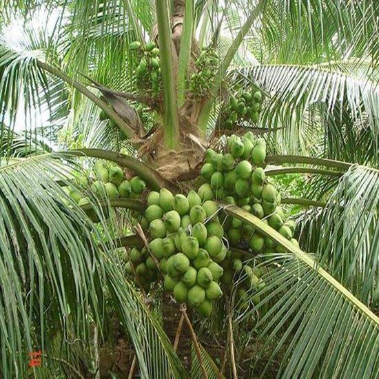 SẢN PHẨM: CÂY GIỐNG DỪA XIÊM DÂY SIÊU SỚM 2 NĂM CHO QUẢ ]