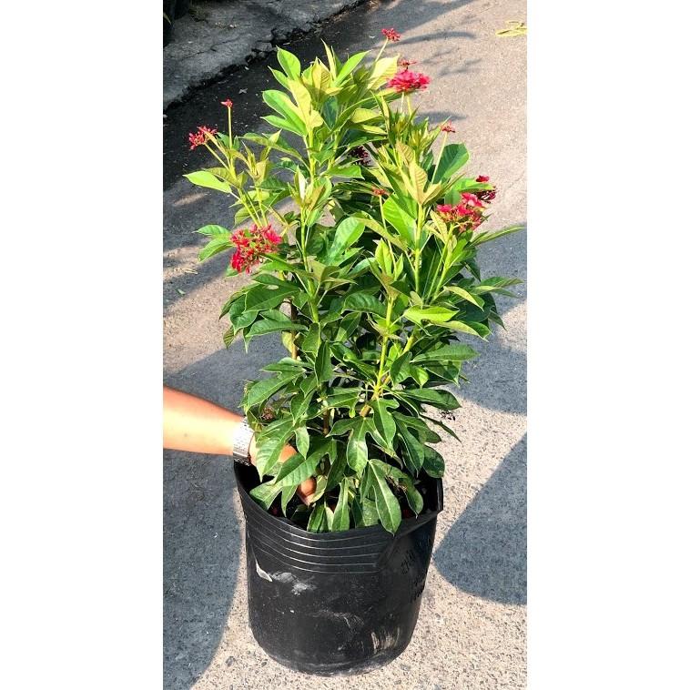 Chậu cây Hồng Mai cao 70 cm