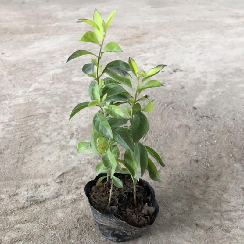 Cây chuỗi ngọc nhỏ chiều cao cây 10-12cm lá xanh đẹp thích hợp trồng hàng rào trang lối đi sân vườn