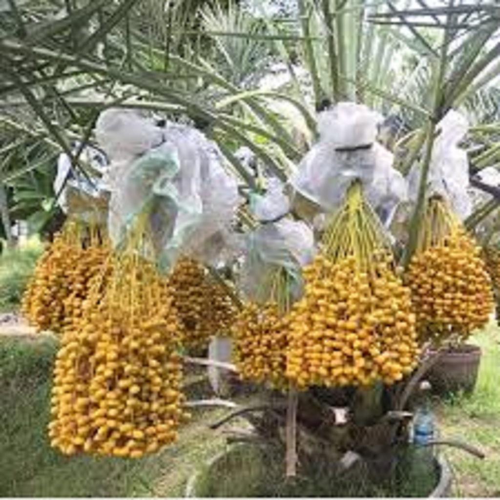 CÂY GIỐNG CHÀ LÀ BARHEE SIÊU QUẢ.