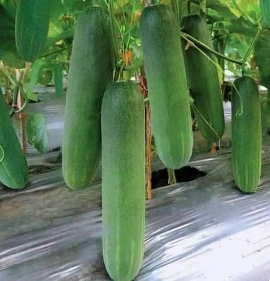 Gói 100 gram dưa leo chịu nhiệt F1 siêu trái