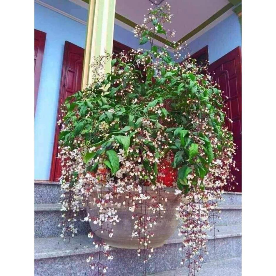 CHẬU CÂY " Dạ Ngọc Minh Châu " – hoa chơi tết mang lại tài lộc + Tặng 01 cây dâu da đất