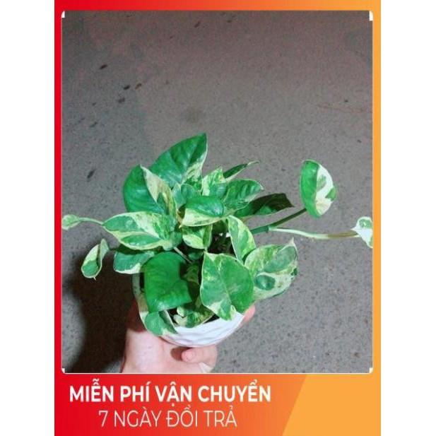 Chậu Trầu Bà Sữa