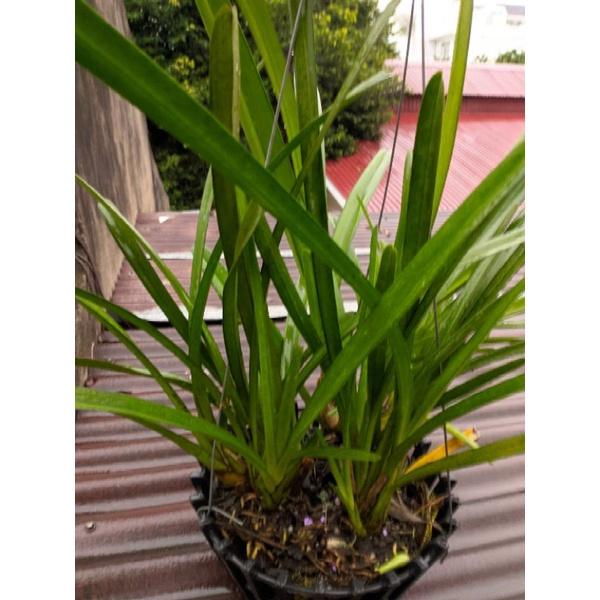 Hoa Lan Kiếm Lô Hội