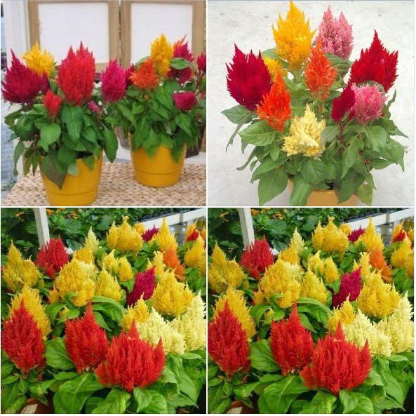 Hạt giống hoa mào gà lửa mix màu - gói 100 hạt