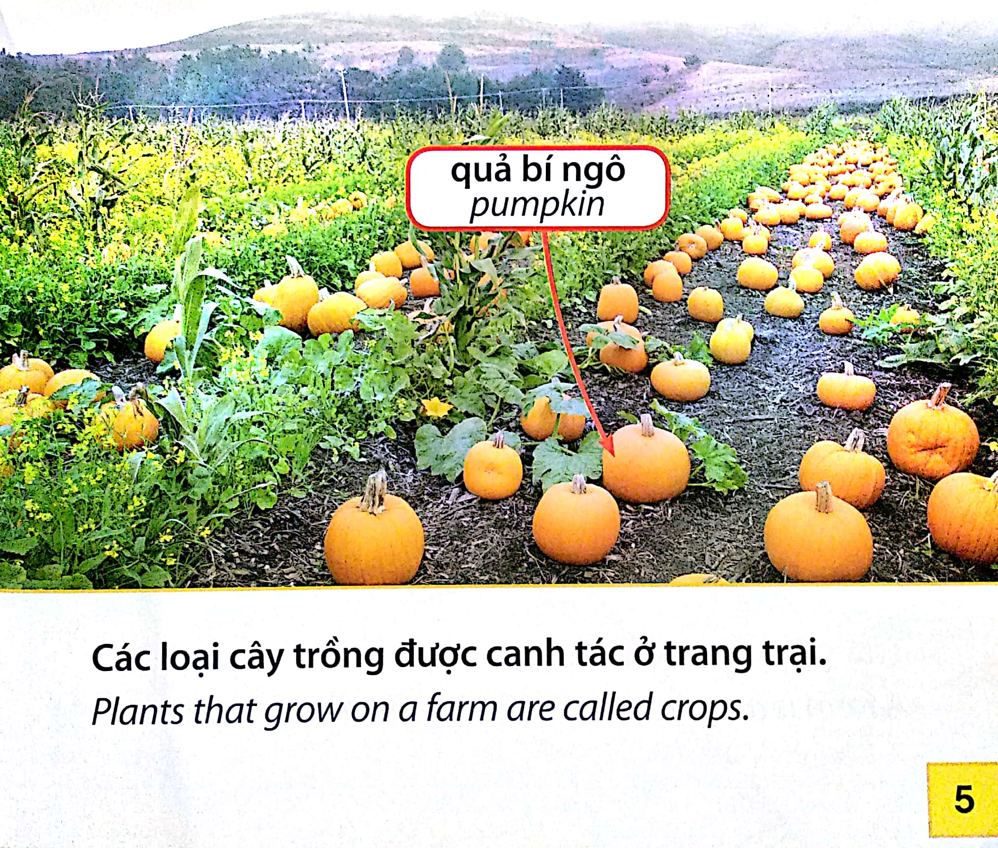 Thế Giới Trang Trại - Các Loài Cây Ở Trang Trại
