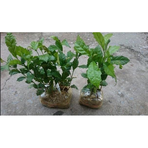 CÂY XẠ ĐEN - cây giống gửi đi nguyên bầu